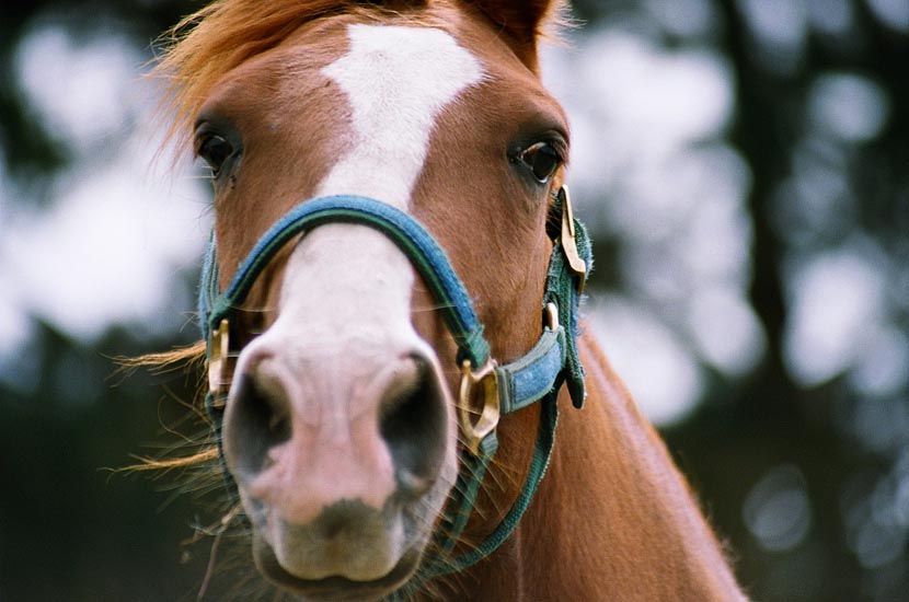 CU of horse